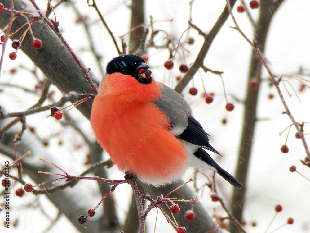 Bright red bullfinch on a branch of mountain ash in winter. The male bullfinch bird eats berries in winter in snowy weather. Bright red bullfinch on a branch of mountain ash in winter. The male bullfinch bird eats berries in winter in snowy weather.