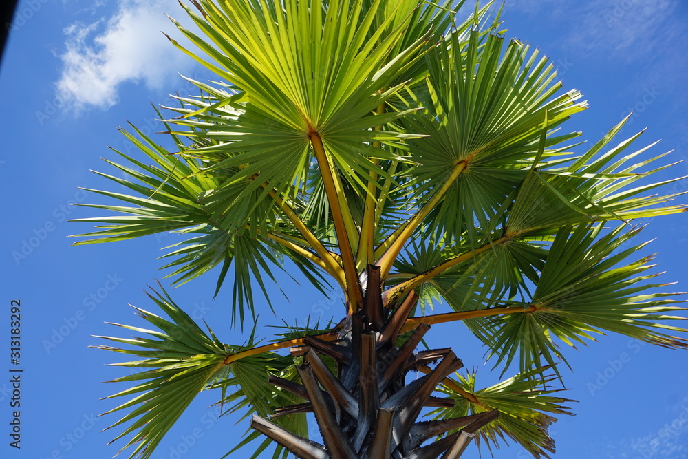 palm tree on background of blue sky palm tree on background of blue sky