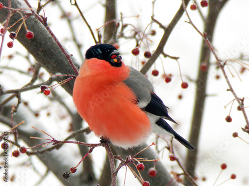 Bright red bullfinch on a branch of mountain ash in winter. The male bullfinch bird eats berries in winter in snowy weather.