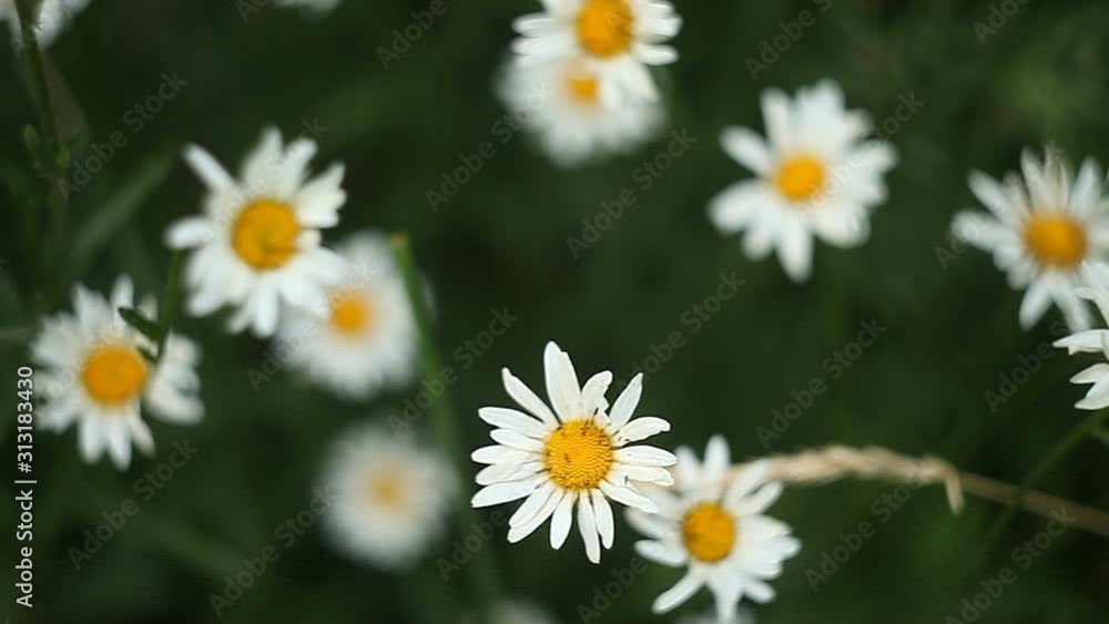 beautiful white Chamomile on green background beautiful white Chamomile on green background