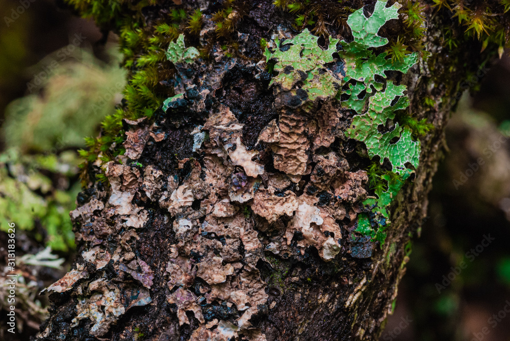 the tree trunk is covered with lichen on a green background in cloudy weather in the Caucasus mountains. focusing on lichen