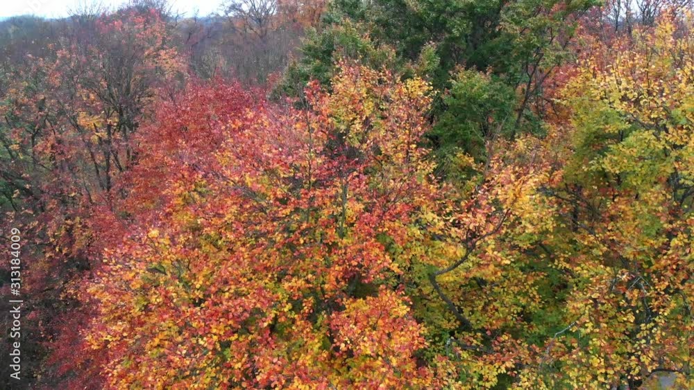 Munich Autumn trees in the english garden with a drone in the afternoon and evening at 4k 24fps Munich Autumn trees in the english garden with a drone in the afternoon and evening at 4k 24fps