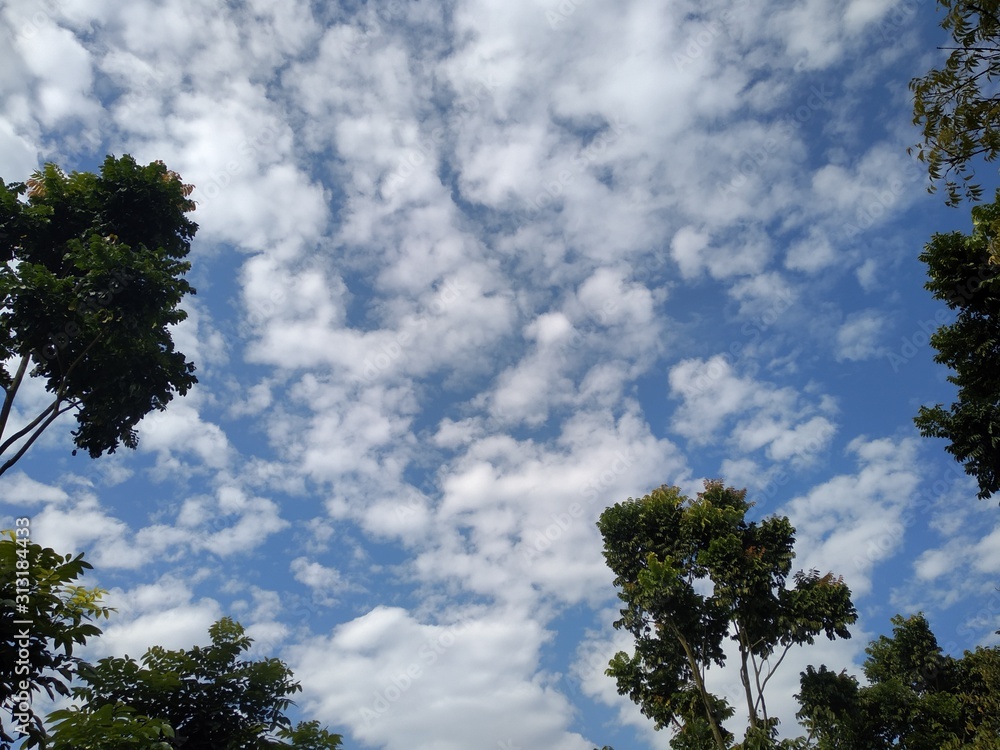 Obraz premium tree and sky