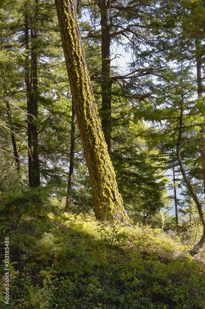 Fototapeta premium Moss on a tree