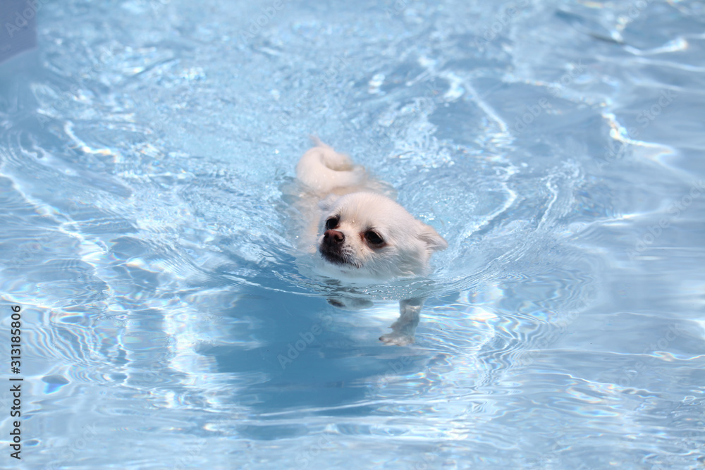 Swimming puppies in water pool