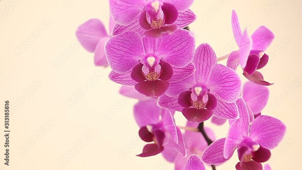 Beautiful rare orchid in pot on White background Beautiful rare orchid in pot on White background