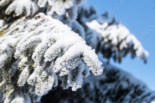 Christmas evergreen spruce tree with fresh snow on white. Christmas background. © Vladyslav
