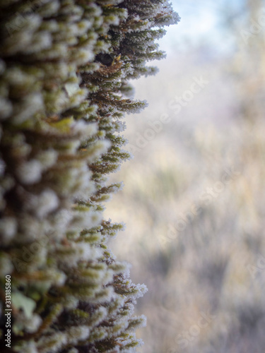 Detail of Frozen Moss photo