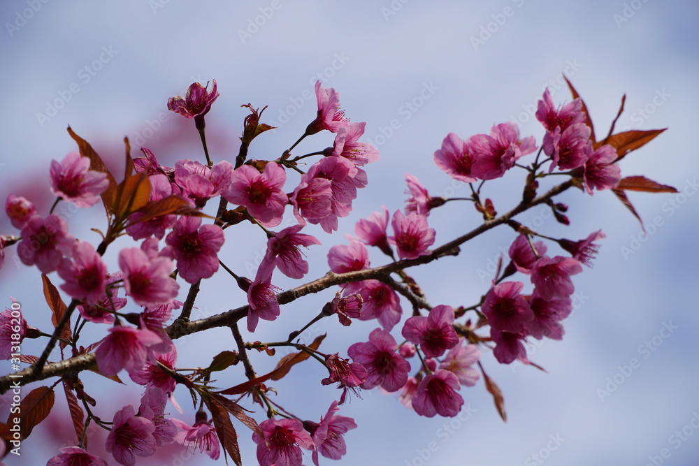 Cherry blossoms, beautiful pink flowers, select focus and the blue sky background