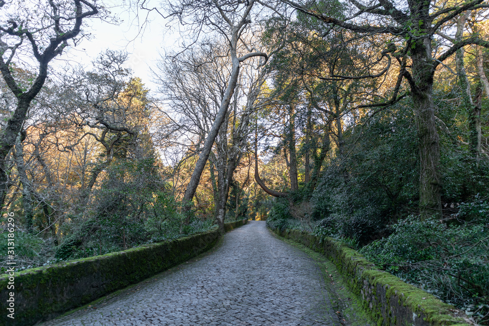 Walking along a cobbled path under the leafy trees Walking along a cobbled path under the leafy trees