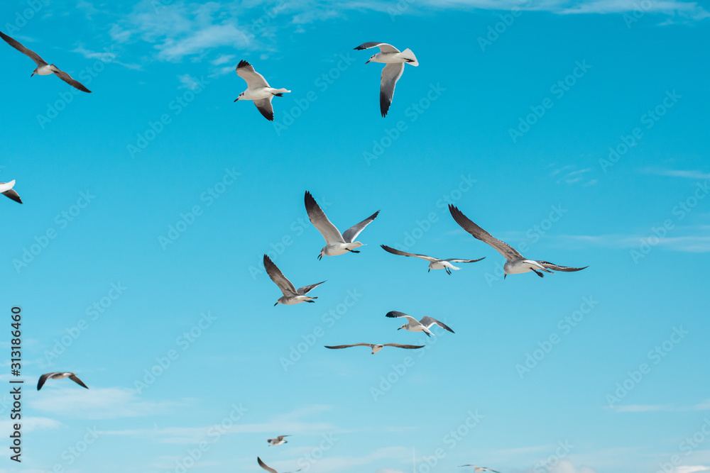 Obraz premium Group of seagulls flying on the sea by a blue sky
