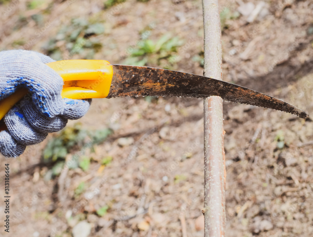 Cutting a tree branch with a hand garden saw. Cutting a tree branch with a hand garden saw.
