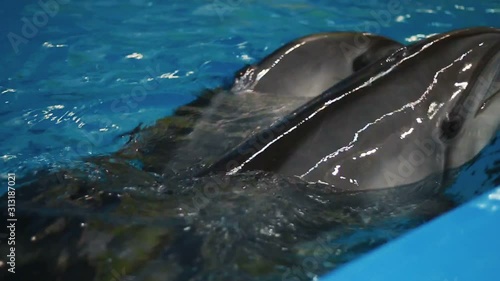 Two dolphins in the blue water. Bottlenose dolphins or Atlantic bottlenose dolphin.