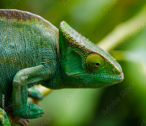 Head of green Panther Chameleon at Andasibe, Madagascar