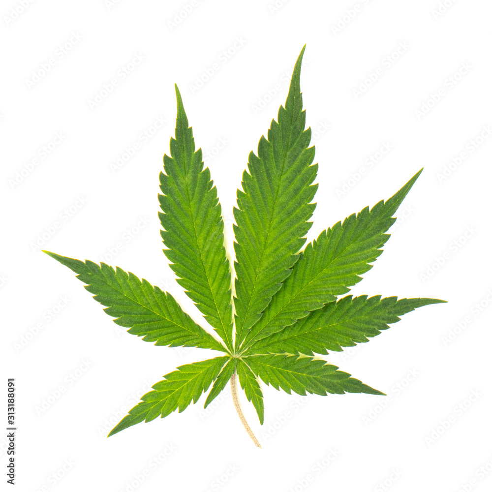 single marijauna leaf single marijauna leaf