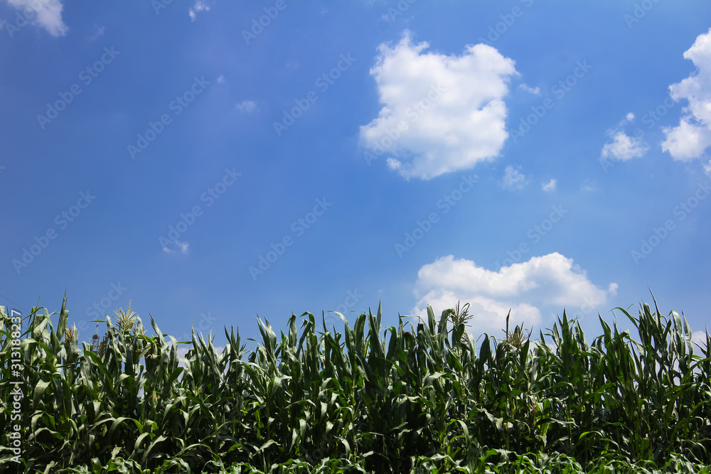 Beautiful Green corn field and blue sky with white clouds. Agricultural landscape Beautiful Green corn field and blue sky with white clouds. Agricultural landscape