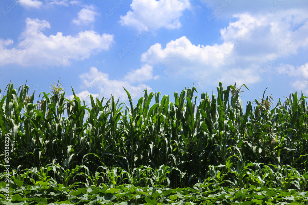 Obraz premium Beautiful Green corn field and blue sky with white clouds. Agricultural landscape