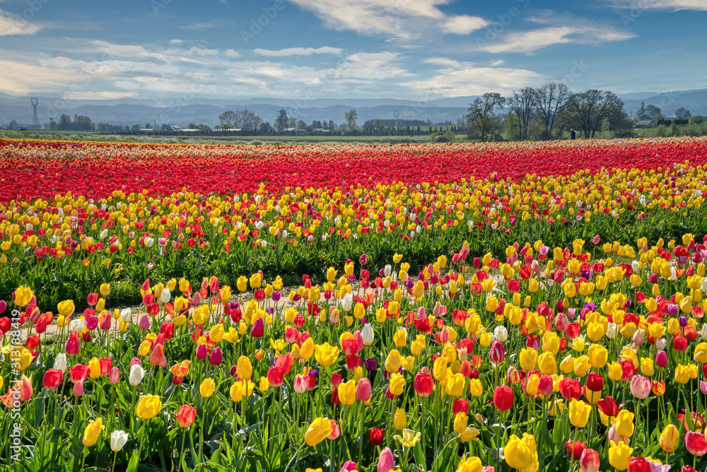 The annual Tulip Fest at the Wooden Shoe Tulip Farm, located in Woodburn, Oregon