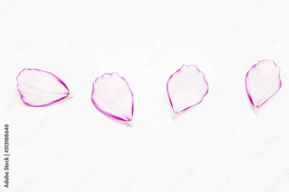  Pink and white cosmos flower petal on white background