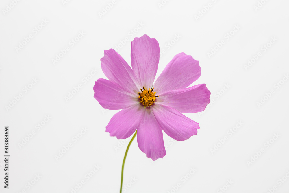 Pink cosmos flower isolated Pink cosmos flower isolated