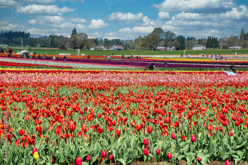 Wallpaper Mural The annual Tulip Fest at the Wooden Shoe Tulip Farm, located in Woodburn, Oregon Torontodigital.ca