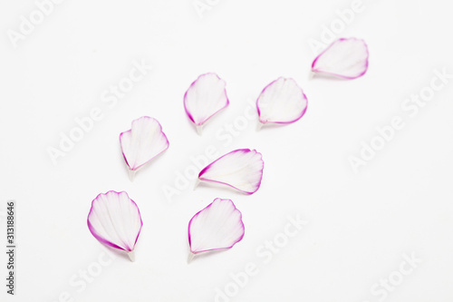  Pink and white cosmos flower petal on white background