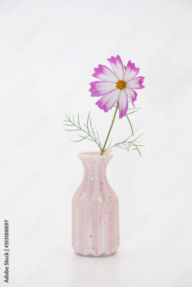 Pink cosmos flower in a vase on white background Pink cosmos flower in a vase on white background
