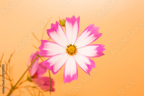 Beautiful cosmos flower on orange background 