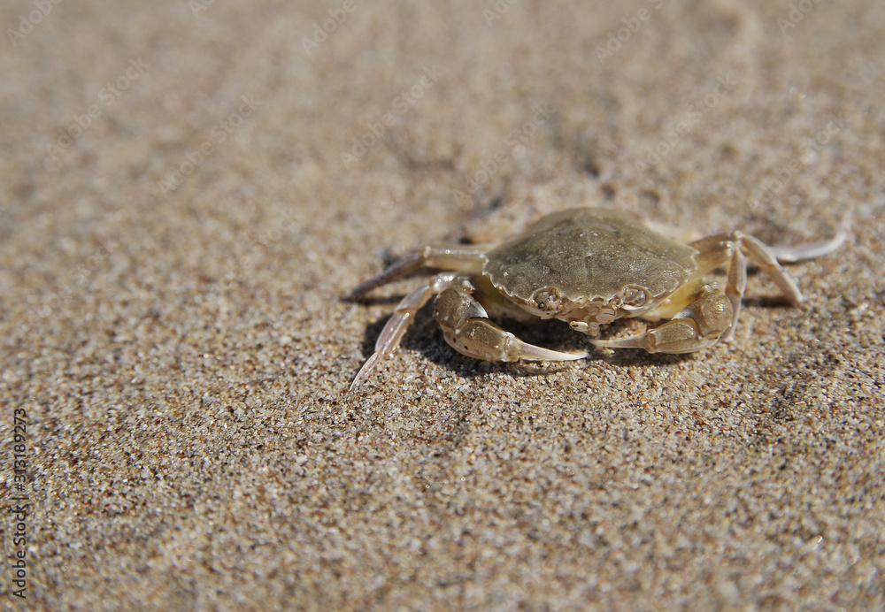 crab on the beach