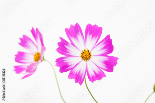 Isolated Pink cosmos flower on white