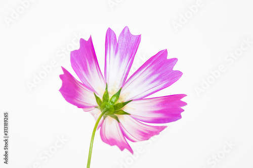 Isolated Pink cosmos flower on white