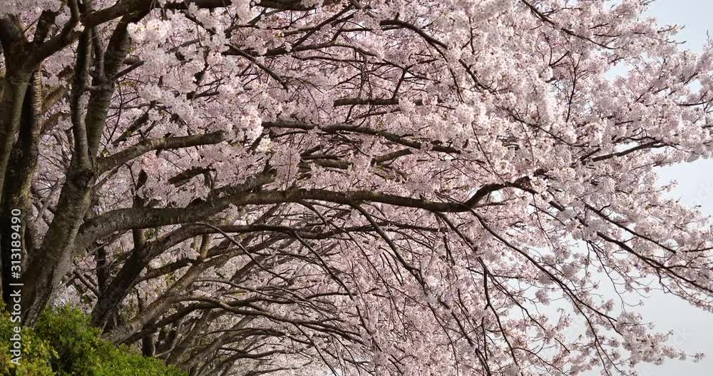 Cherry blossoms in full bloom while moving the camera slowly. Cherry blossoms in full bloom while moving the camera slowly.