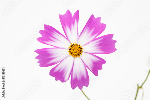 Studio Shot of Pink and white Cosmos Flower Isolated on White in deco