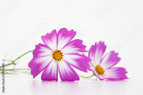 Studio Shot of Pink and white Cosmos Flower Isolated on White in deco