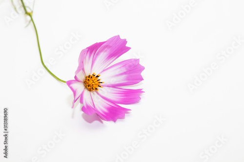 Studio Shot of Pink and white Cosmos Flower Isolated on White in deco