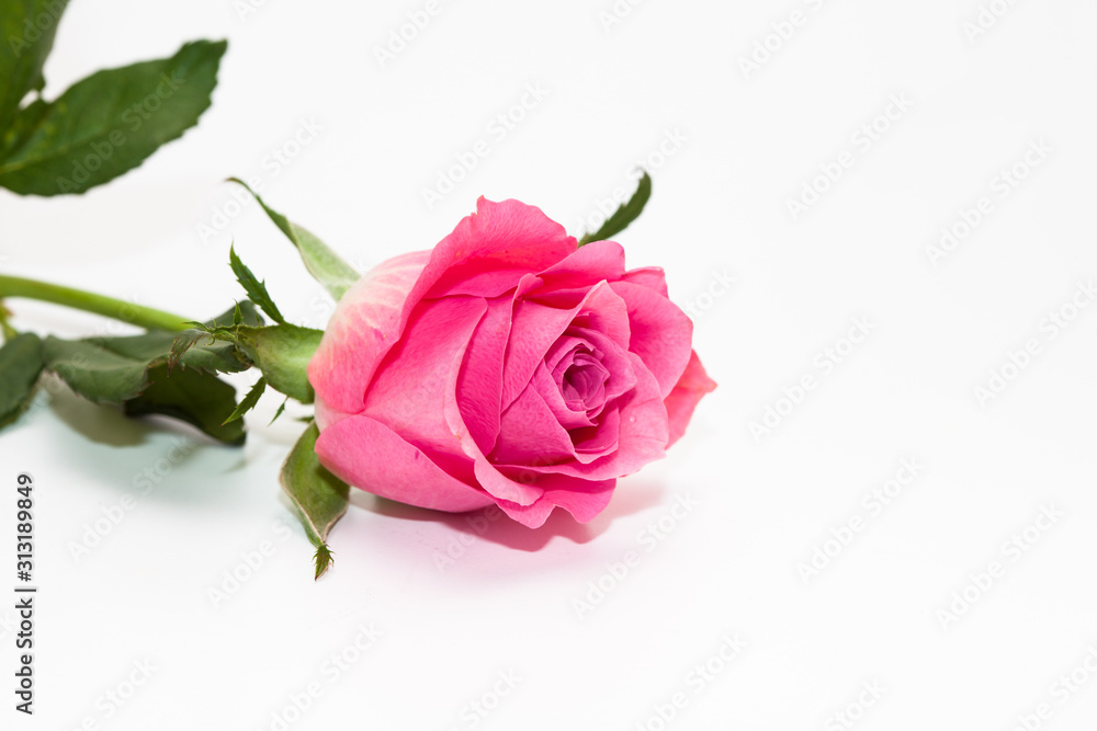 Studio shot of pink rose flower in deco Studio shot of pink rose flower in deco