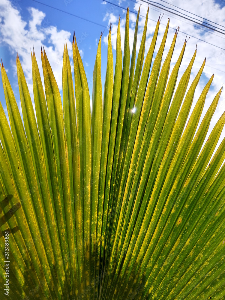 Obraz premium palm tree leaf