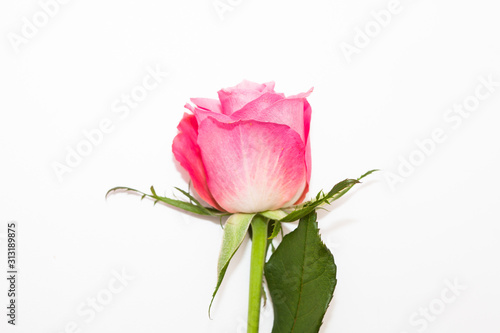 Studio shot of pink rose flower in deco