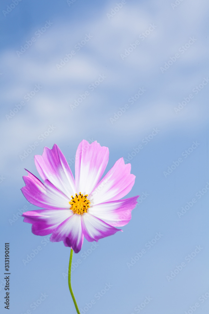 Beautiful view of pink and white cosmos flower at blue sky background Beautiful view of pink and white cosmos flower at blue sky background
