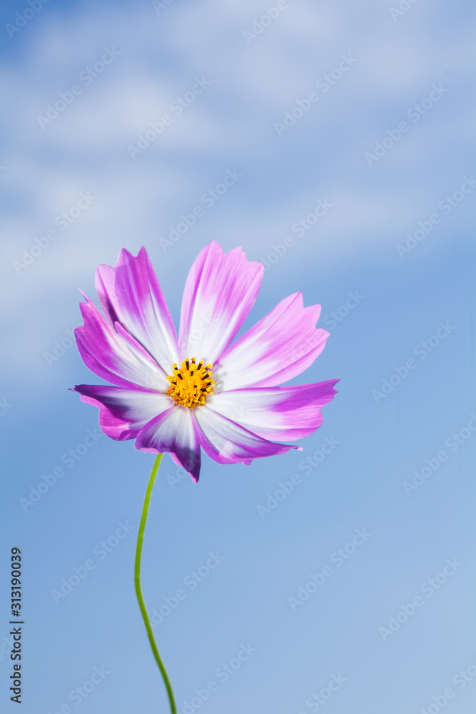 Beautiful view of pink and white cosmos flower at blue sky background Beautiful view of pink and white cosmos flower at blue sky background