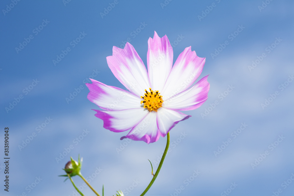 Beautiful view of pink and white cosmos flower at blue sky background Beautiful view of pink and white cosmos flower at blue sky background