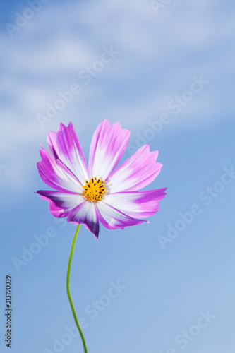  Beautiful view of pink and white cosmos flower at blue sky background