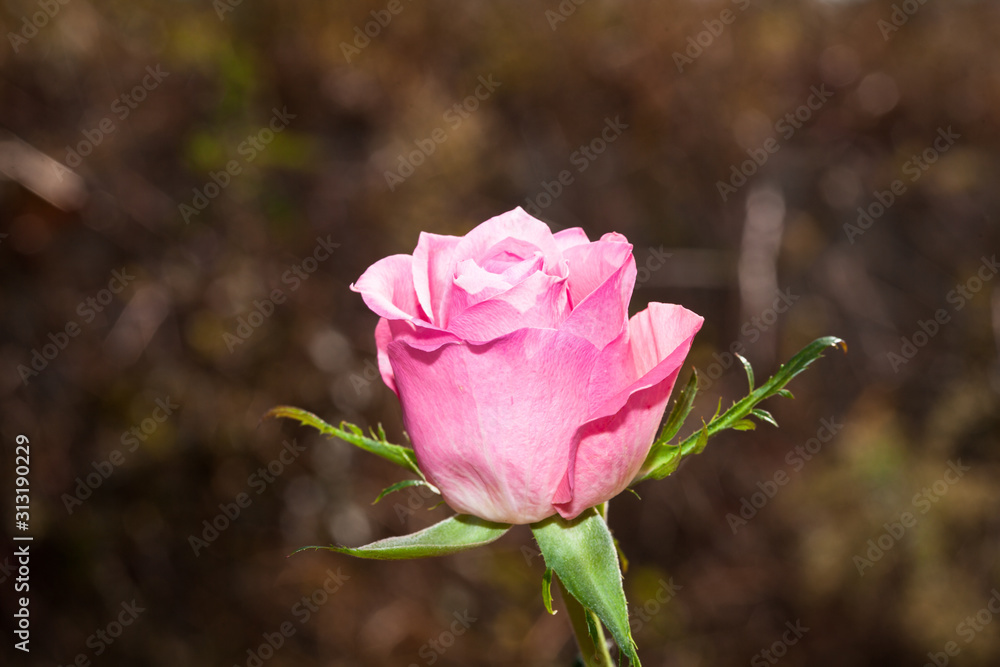 Pink rose flower at blue sky background Pink rose flower at blue sky background