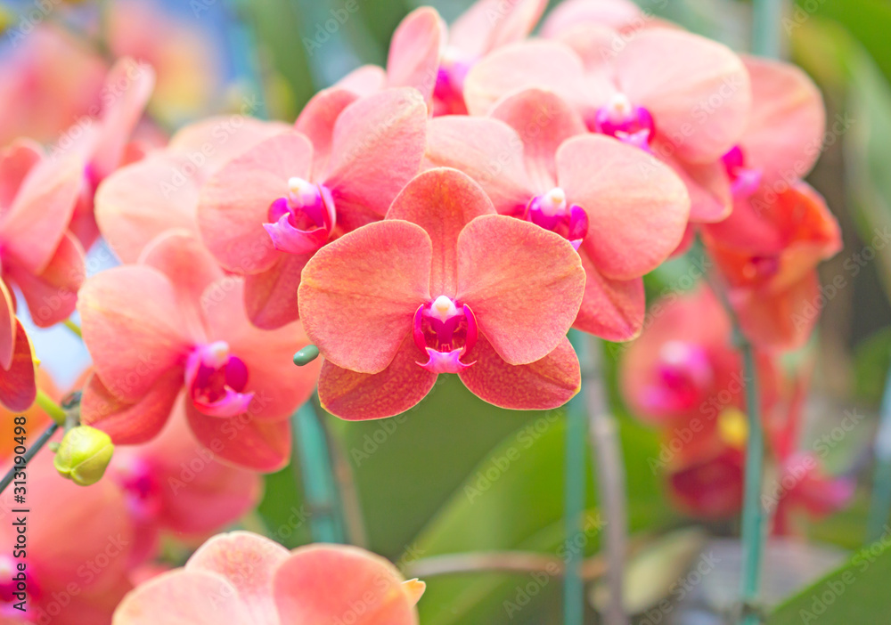 Obraz premium orchid