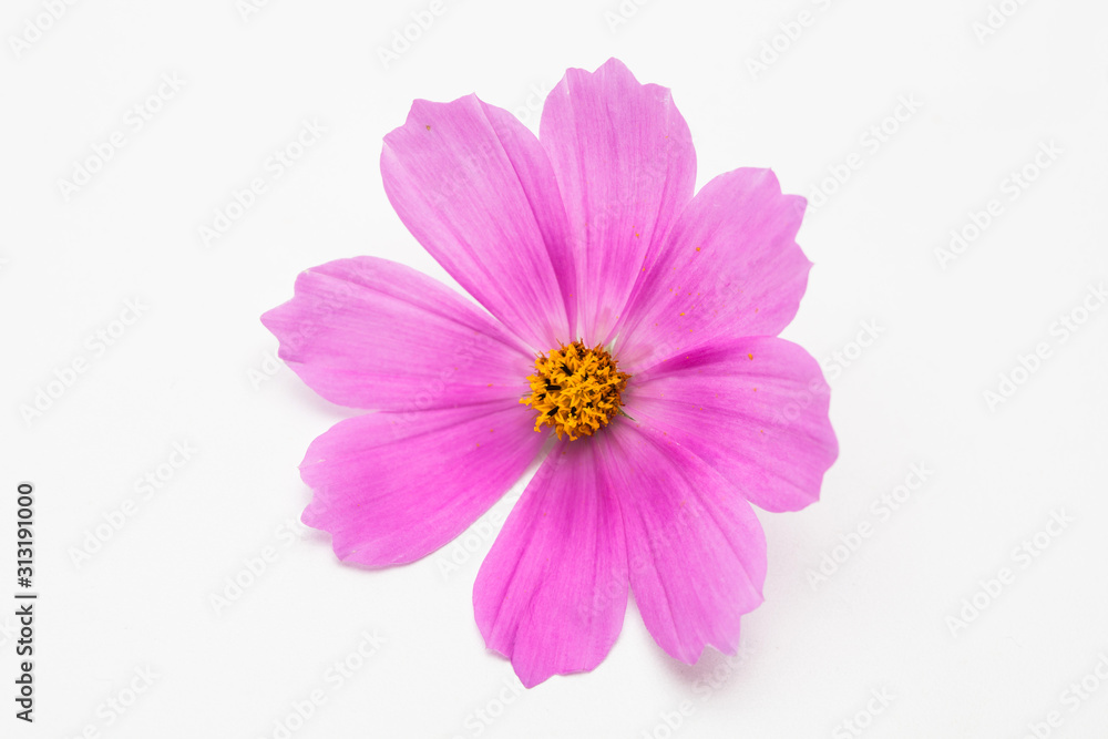 Beautiful pink cosmos flower isolated