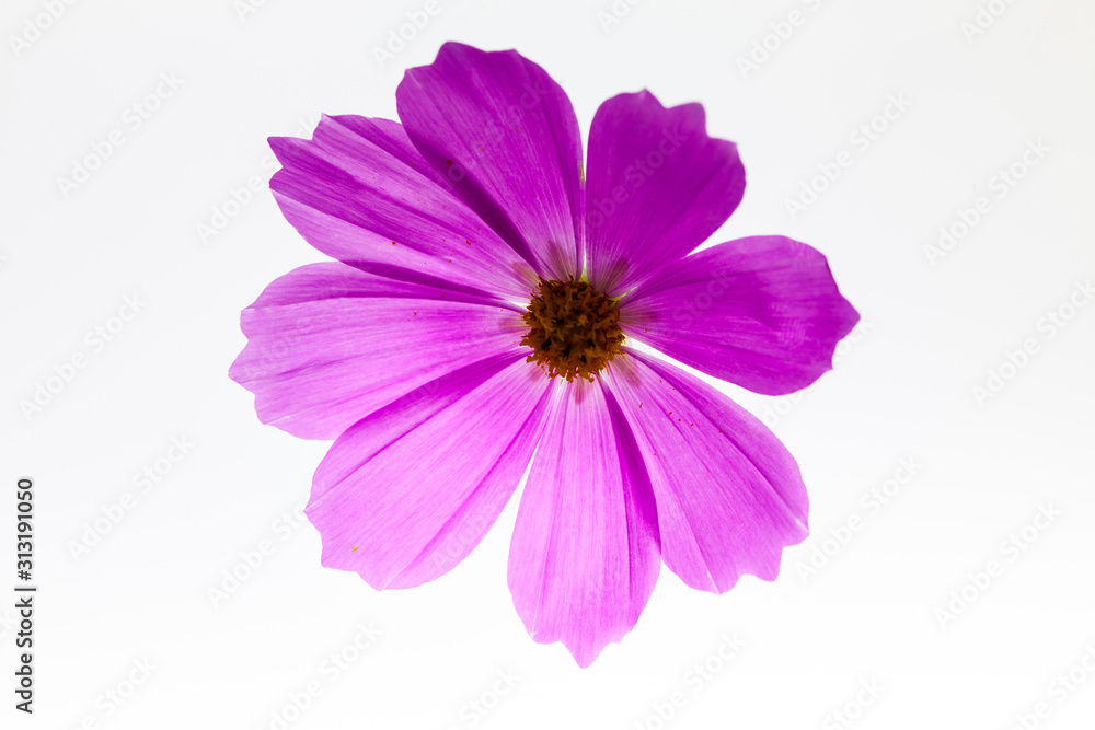 On light box view of pink cosmos flower 