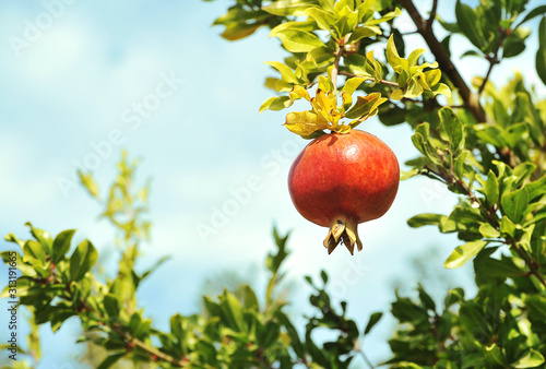 Pomegranates growing on tree. Natural food concept. 