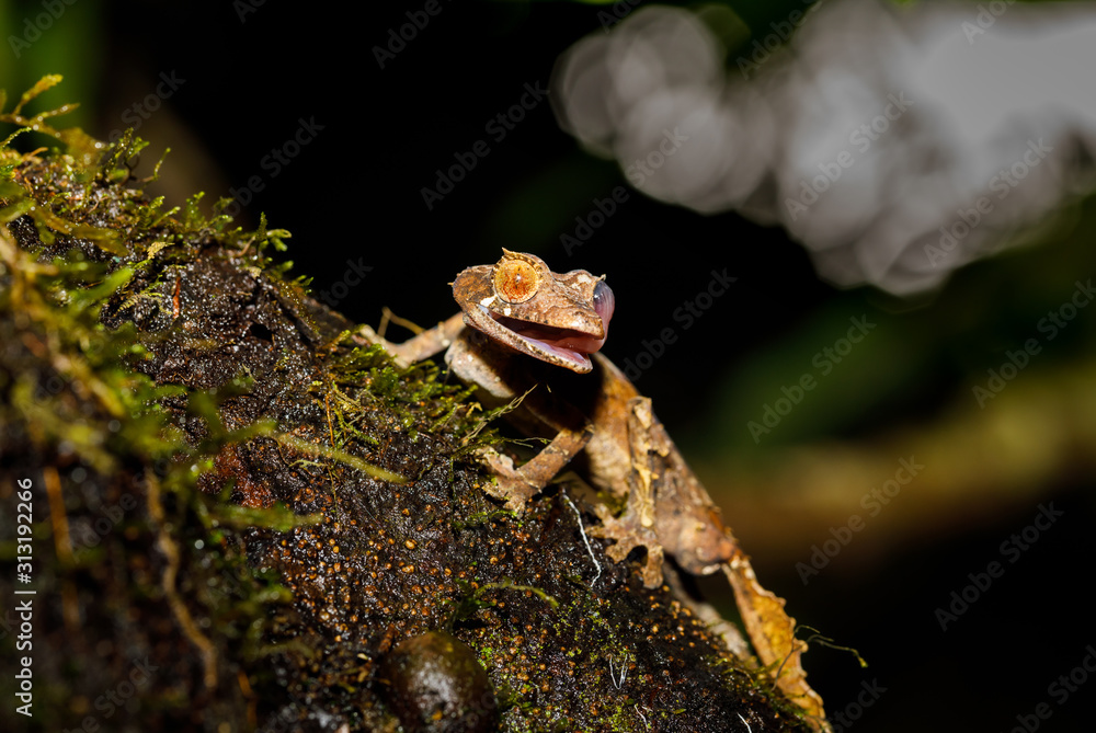 Leaf Tailed Gecko cleaning eye with tongue in Montagne d'Ambre National Park of Madagascar