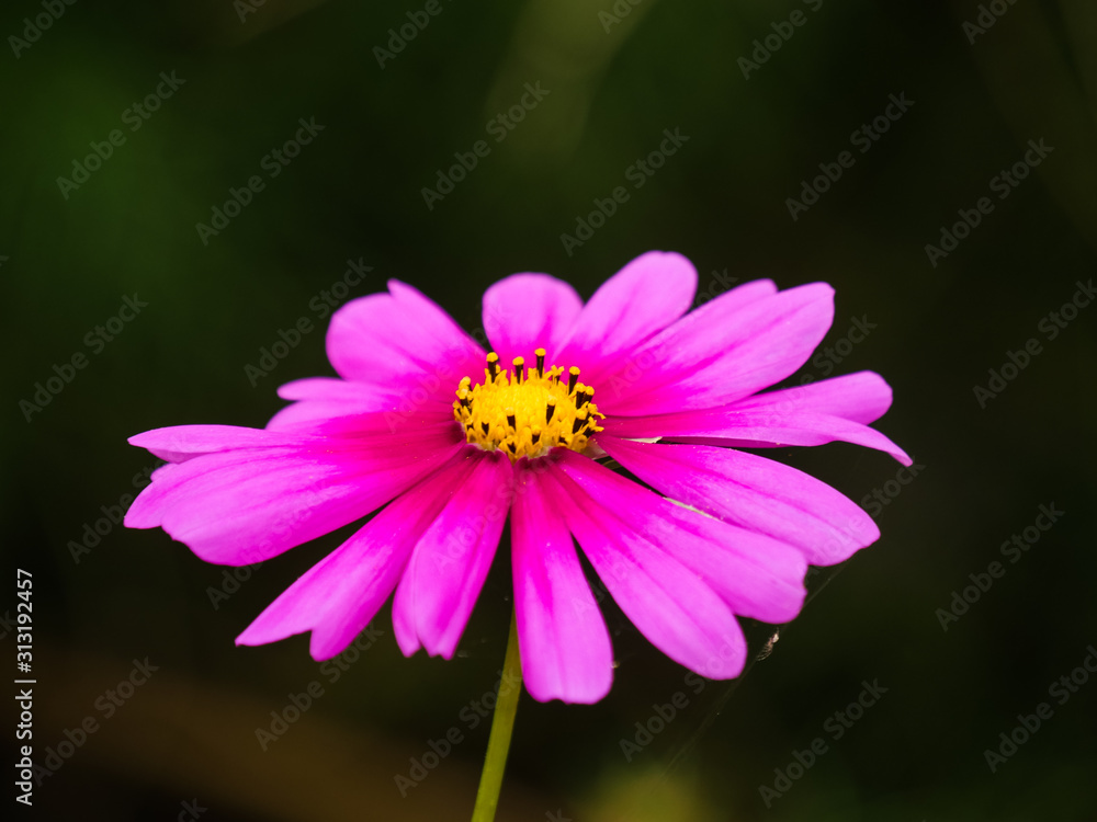 Colorfully blooming cosmos flower in field Colorfully blooming cosmos flower in field