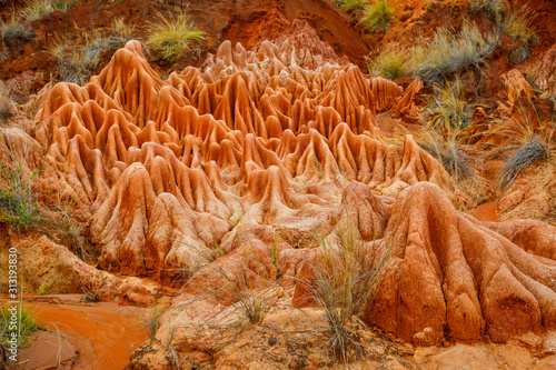 Plant life within sandstone pinnacles at the Red Tsingy towards Antsiranana, Madagascar photo